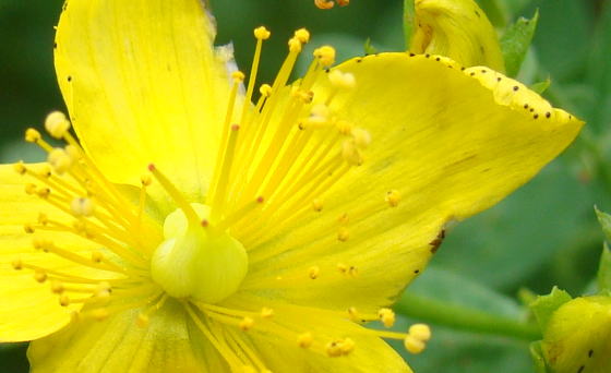 跡見群芳譜(外来植物譜 セイヨウオトギリ)